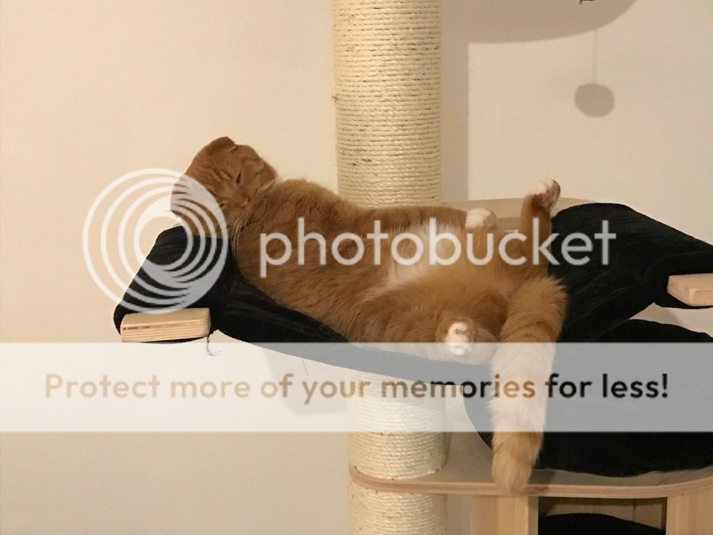 A682122E-A45E-40D7-AE2C-B73F1F5C01D1_zps4gdlgf8c.jpg