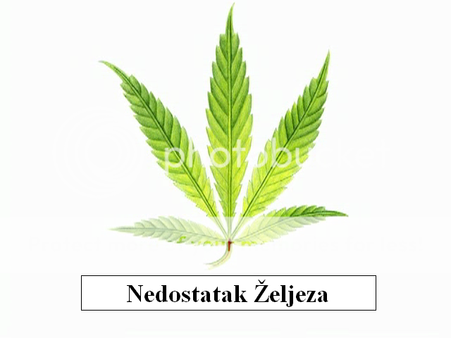 Nedostatakeljeza.png