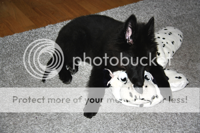 photo aamu006_zpsa471ce97.png