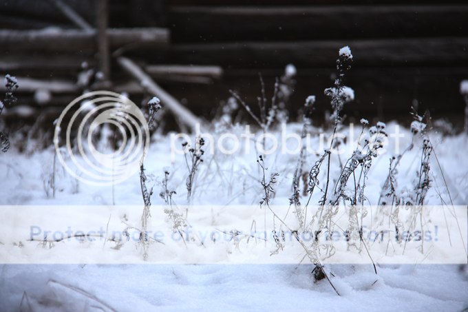 photo saaari101_zpsf22e418e.png