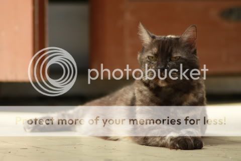 Minou.jpg
