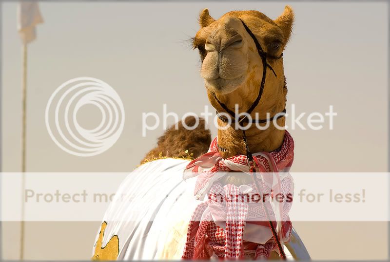 Re: Фотоохота, зоопарки и просто животинки из путешествий