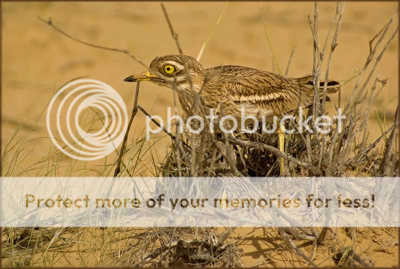 Птицы в фотографиях из путешествий