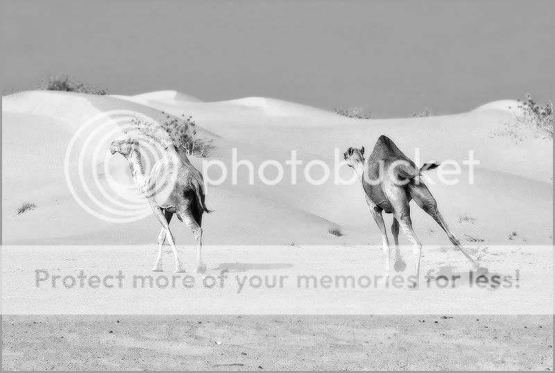 Re: Фотоохота, зоопарки и просто животинки из путешествий