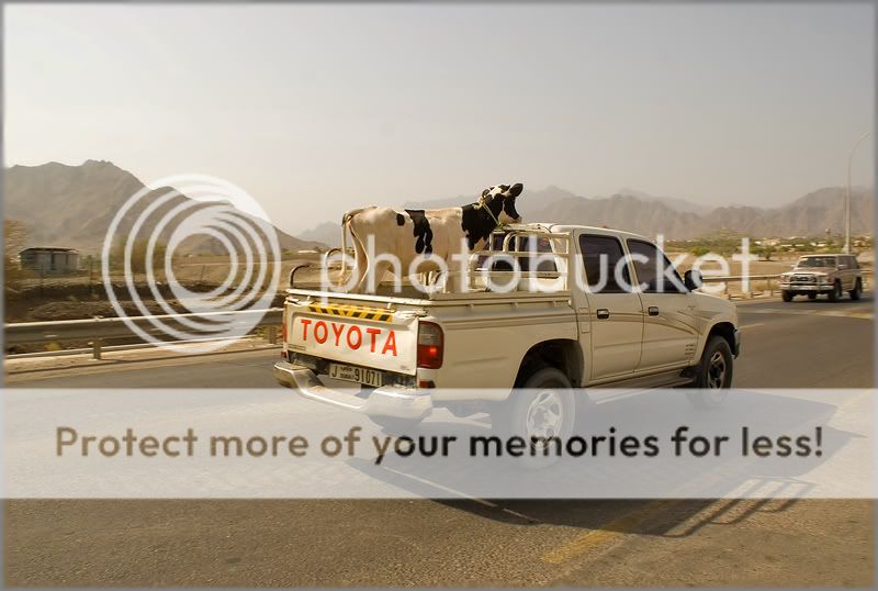 Re: Фотоохота, зоопарки и просто животинки из путешествий