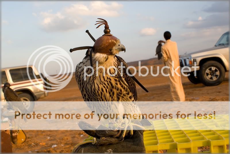 Птицы в фотографиях из путешествий