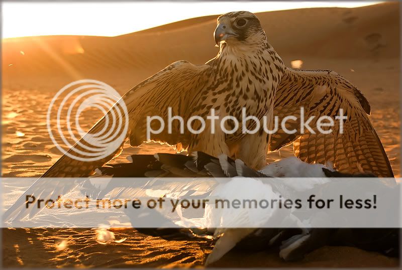 Птицы в фотографиях из путешествий