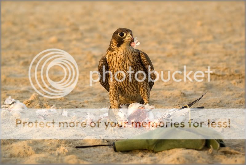 Птицы в фотографиях из путешествий