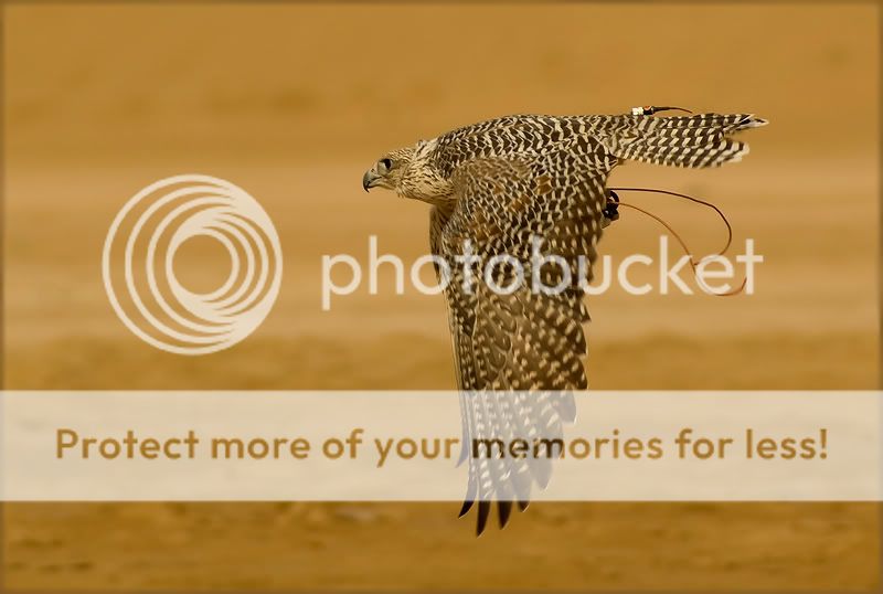 Птицы в фотографиях из путешествий