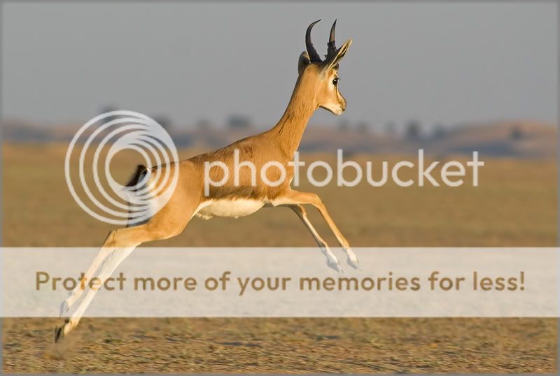 Re: Фотоохота, зоопарки и просто животинки из путешествий