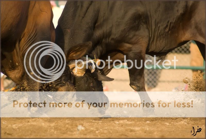 Re: Фотоохота, зоопарки и просто животинки из путешествий