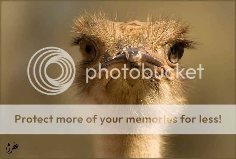 Птицы в фотографиях из путешествий