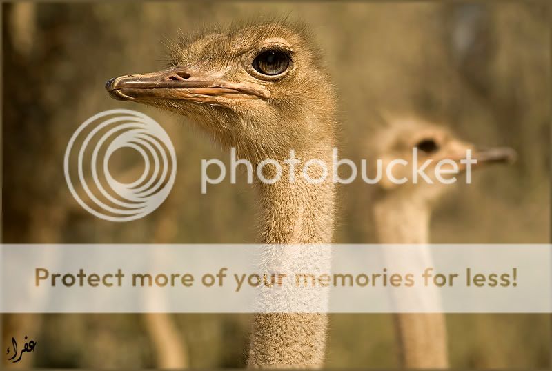 Птицы в фотографиях из путешествий