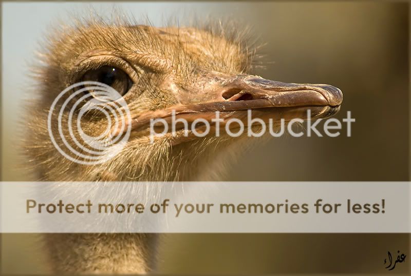 Птицы в фотографиях из путешествий