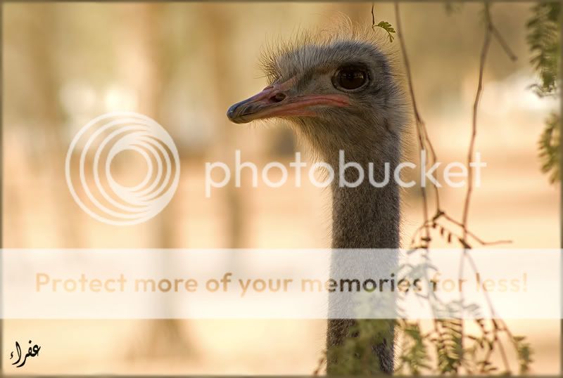 Птицы в фотографиях из путешествий