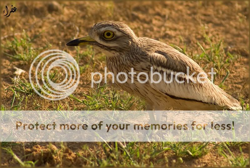 Птицы в фотографиях из путешествий