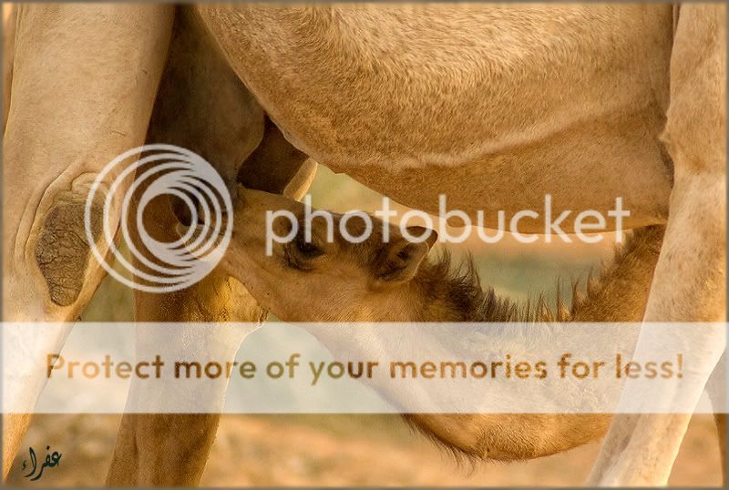 Re: Фотоохота, зоопарки и просто животинки из путешествий