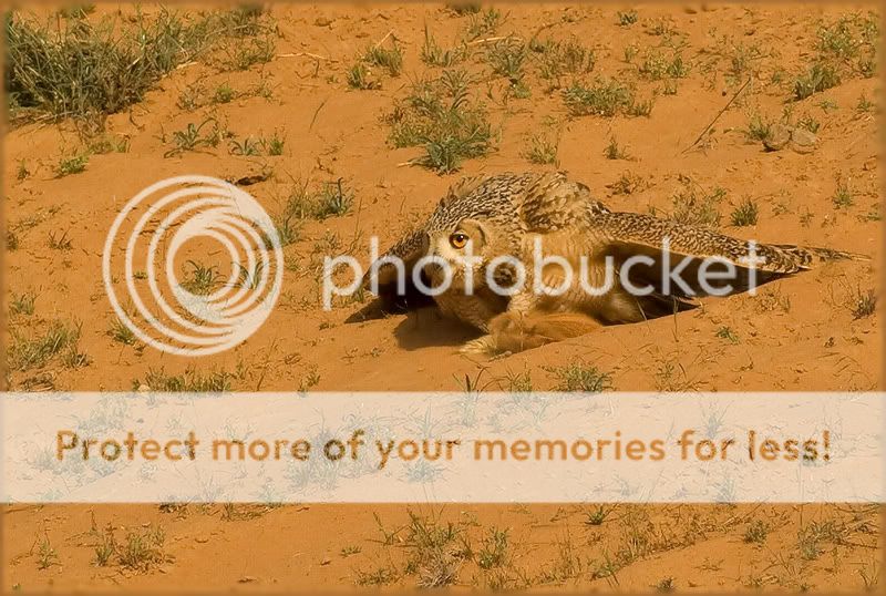 Птицы в фотографиях из путешествий