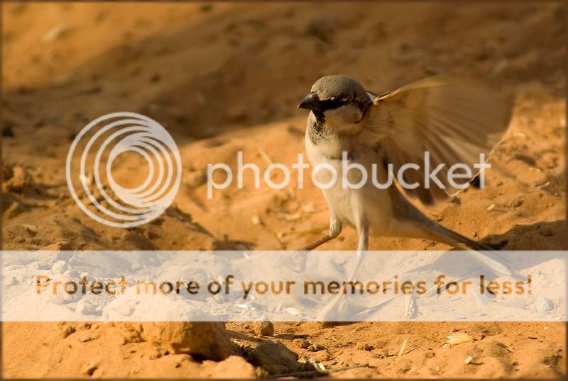 Птицы в фотографиях из путешествий