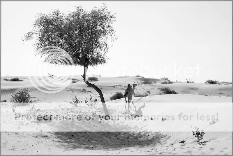 Re: Фотоохота, зоопарки и просто животинки из путешествий