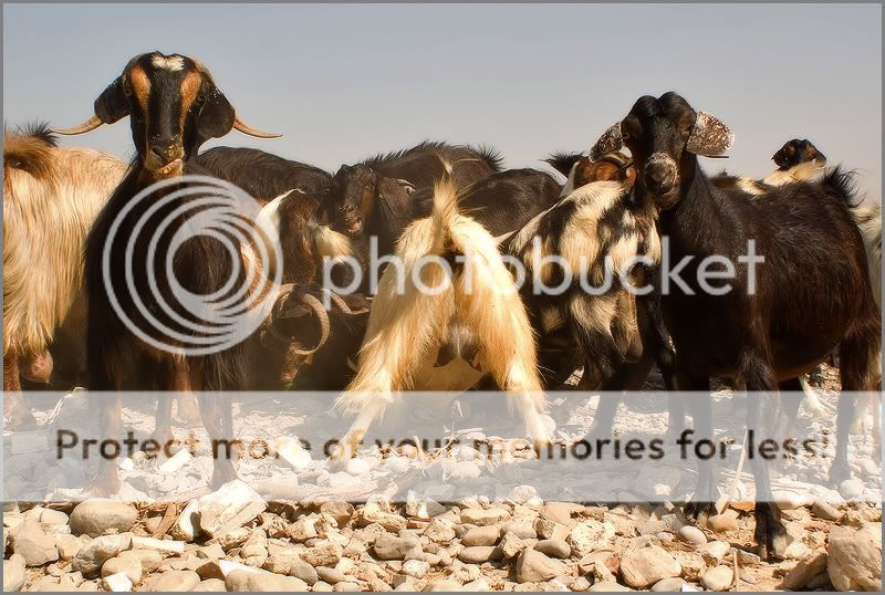 Re: Фотоохота, зоопарки и просто животинки из путешествий