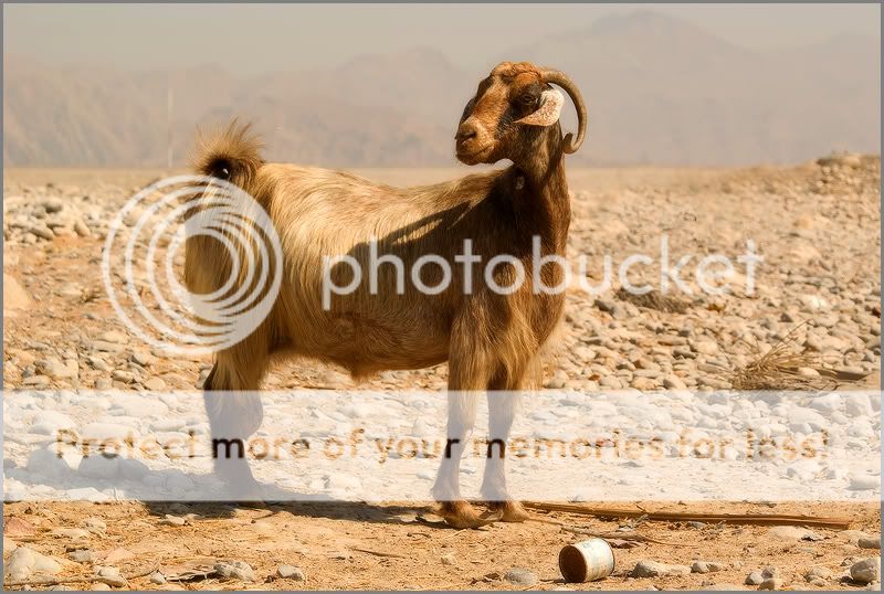 Re: Фотоохота, зоопарки и просто животинки из путешествий