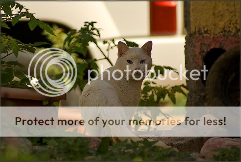 Re: Фотоохота, зоопарки и просто животинки из путешествий