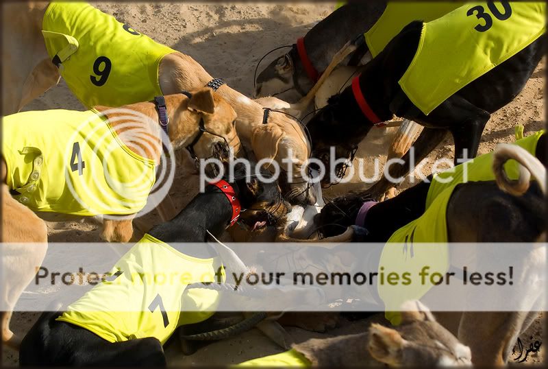 Re: Фотоохота, зоопарки и просто животинки из путешествий