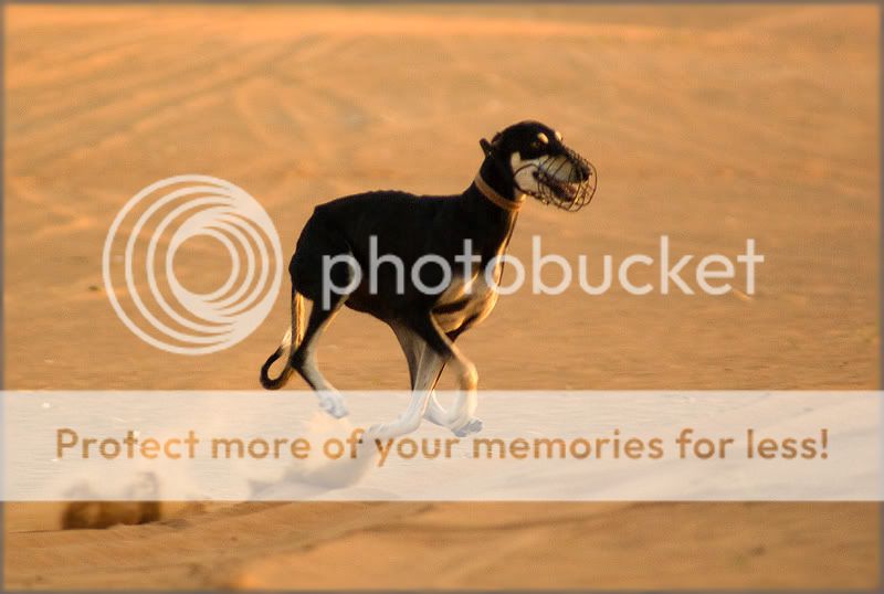 Re: Фотоохота, зоопарки и просто животинки из путешествий