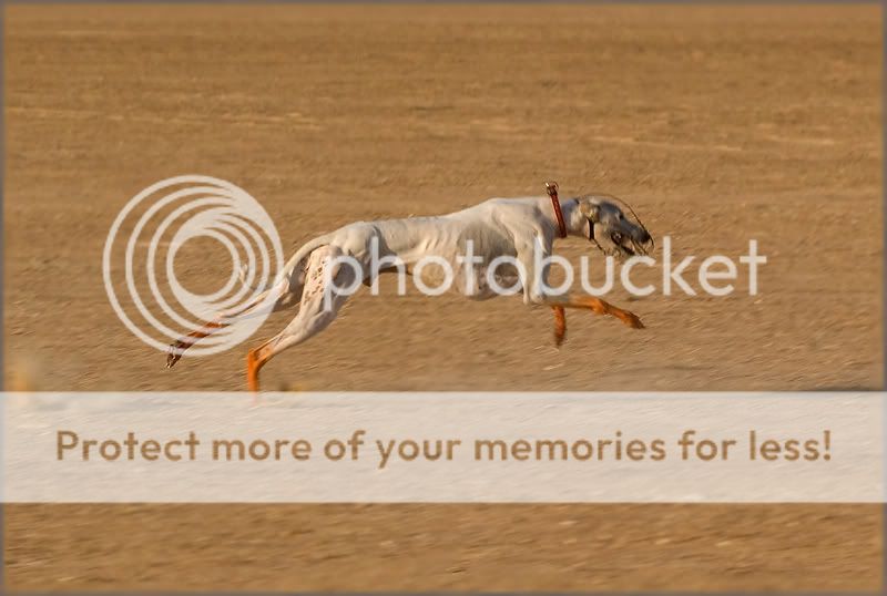 Re: Фотоохота, зоопарки и просто животинки из путешествий