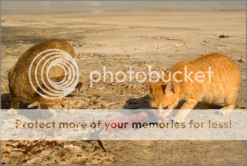 Re: Фотоохота, зоопарки и просто животинки из путешествий